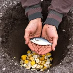 Tomates au potager : l’ingrédient naturel à enterrer au pied pour une récolte vraiment spectaculaire