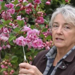Taille du camélia : le moment précis pour agir et obtenir enfin une floraison spectaculaire